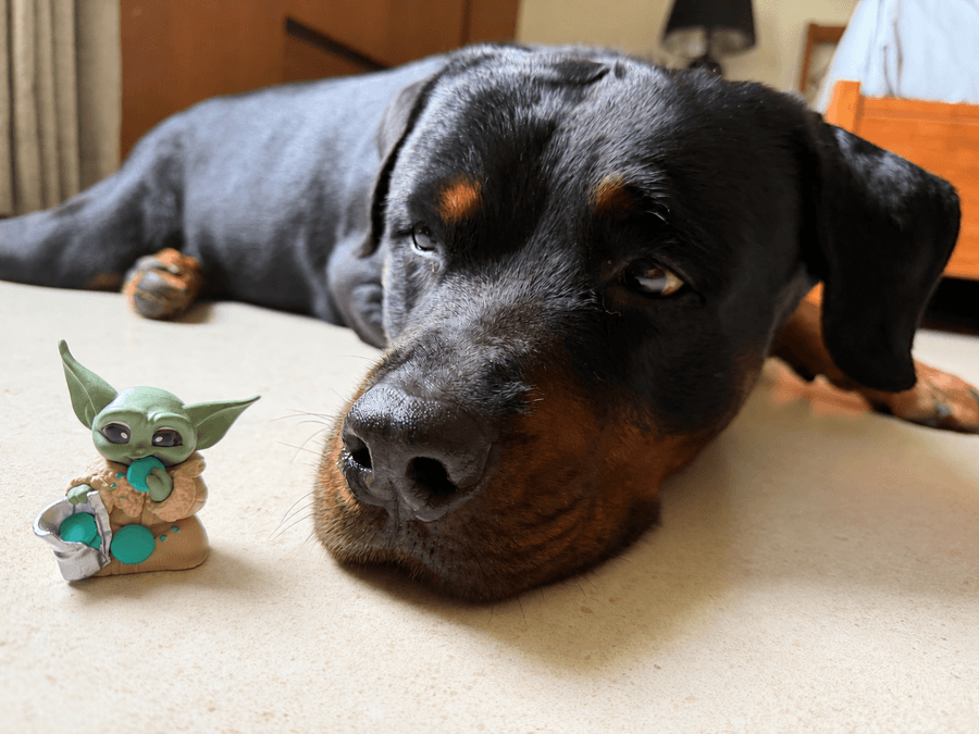 Grogu, my rottweiler, next to a Grogu figure